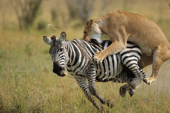 Lion-zebra-attack