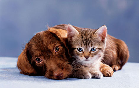 Cat-and-dog-1yv7h7v